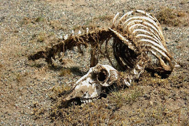Encontram na China um esqueleto de um «dragão» de 18 metros