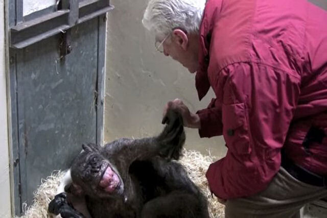 O incrível momento que uma chimpanzé moribunda reconhece o homem que costumava cuidar dela