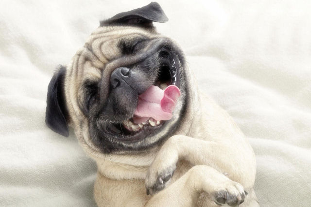 Estudo confirma o que já sabíamos: os cães tentam nos dizer algo com suas expressões faciais