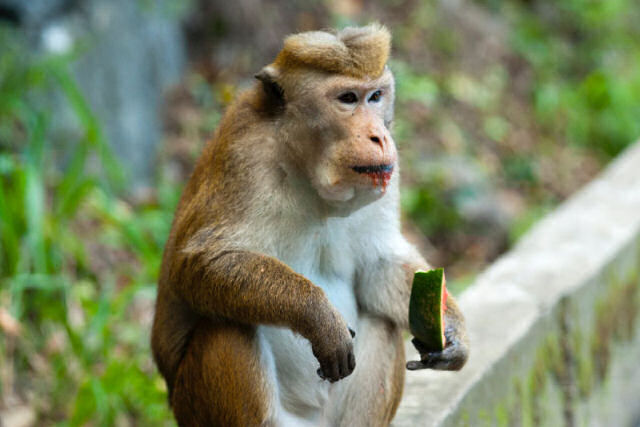 Macacos emagrecem 10% de seu peso em seis semanas por causa de uma nova proteína que inibe a fome