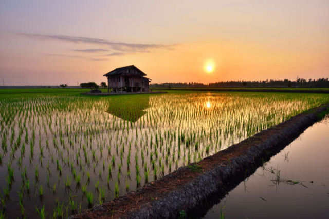 Cientistas chineses desenvolvem arroz de água salgada que poderia alimentar mais de 200 milhões de pessoas