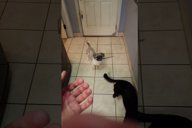 Este é o vídeo viral do homem que encontrou seu cão com uma faca na boca