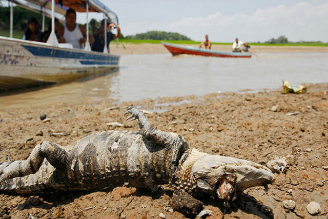 Terrível: a morte de jacarés e outros animais em São Félix do Araguaia 