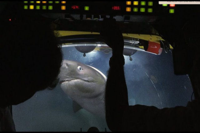 Tubarão arremete contra pequeno submarino de pesquisa