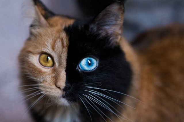 Conheça Quimera, outra gatinha com a cara bicolor