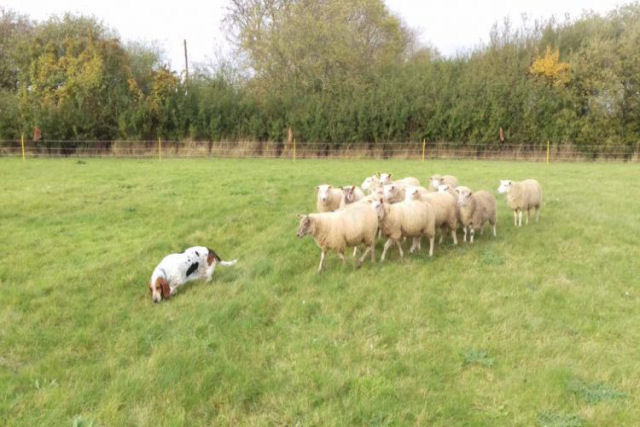 Um bando de ovelhas inexplicavelmente segue uma basset hound pelo quintal