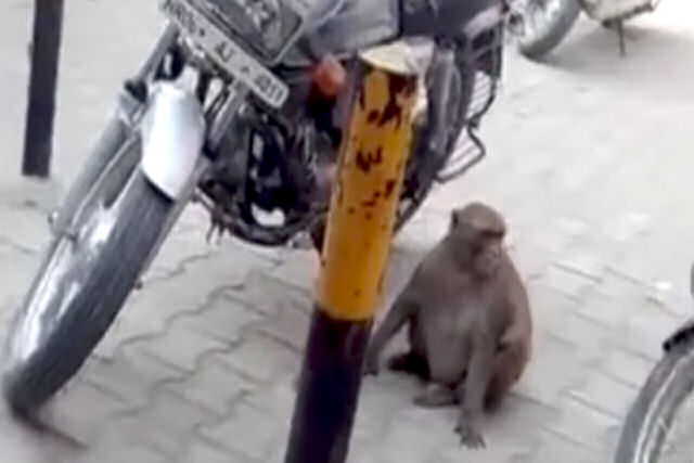 Macaquinho viciado rouba gasolina de motos na Índia