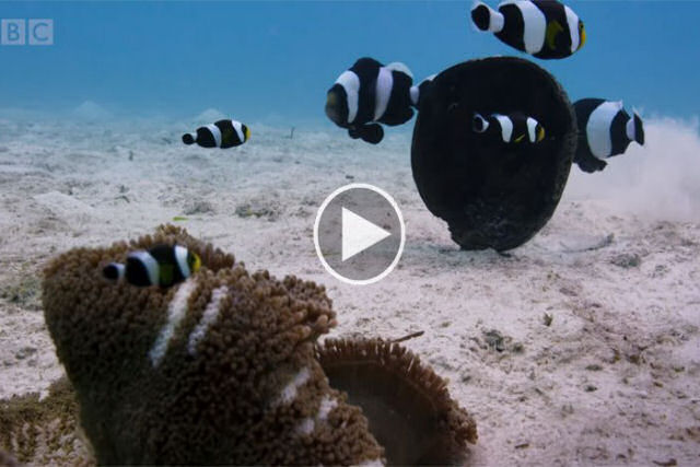 Este clipe de peixes-palhaços trabalhando em equipe parece cena de um filme da Disney