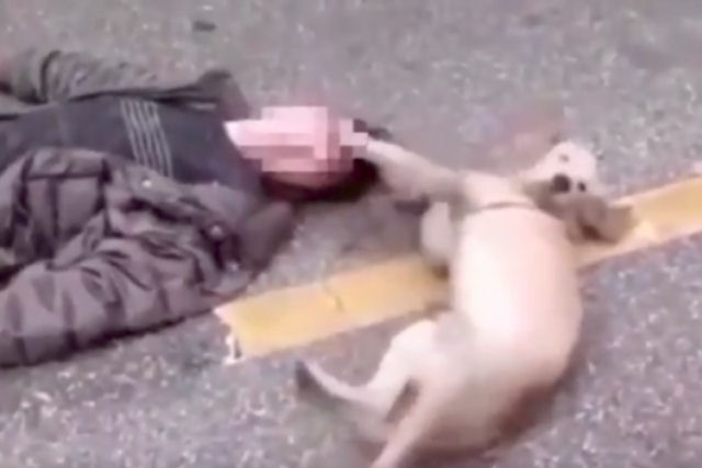 Cão tenta acordar seu dono desmaiado em plena rua