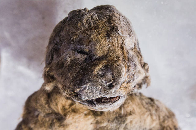 Encontram um leão de 55.000 anos atrás em tão bom estado que os cientistas acham que sua espécie poderia ser ressuscitada