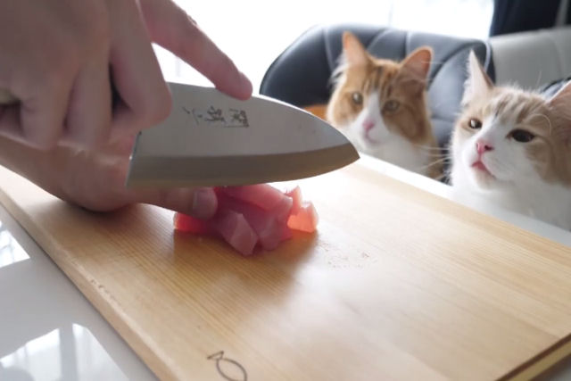 Chef talentoso explica como mantém seus gatos calmos enquanto o observam cozinhando