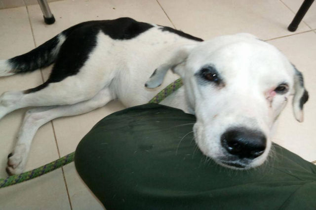 Cadela morre de tristeza depois de ser abandonada pelo dono na Colômbia