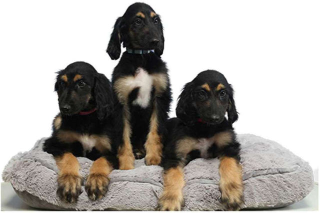 Esta é a primeira clonagem repetida de um cão já clonado