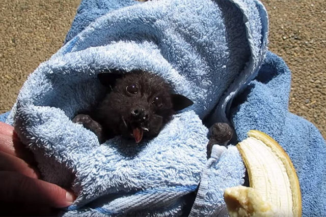 Morcego bebê é alimentada com banana depois de ser atingido por carro