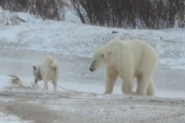 Dizem que esta história de um urso polar brincando com um cão acorrentado teve final feliz
