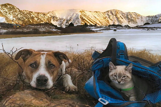 Gato e cão adoram viajar juntos e suas fotos também provam que são melhores amigos