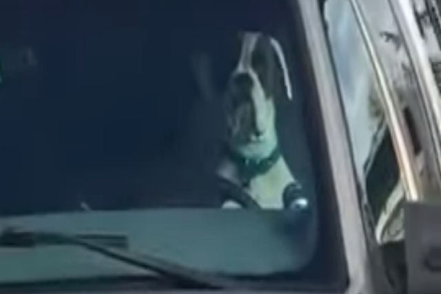 Cão impaciente toca a buzina do carro enquanto espera no estacionamento por seu humano