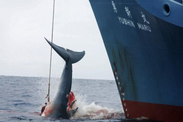 Depois de uma longa batalha legal, publicaram na Austrália um brutal vídeo de baleeiros japoneses