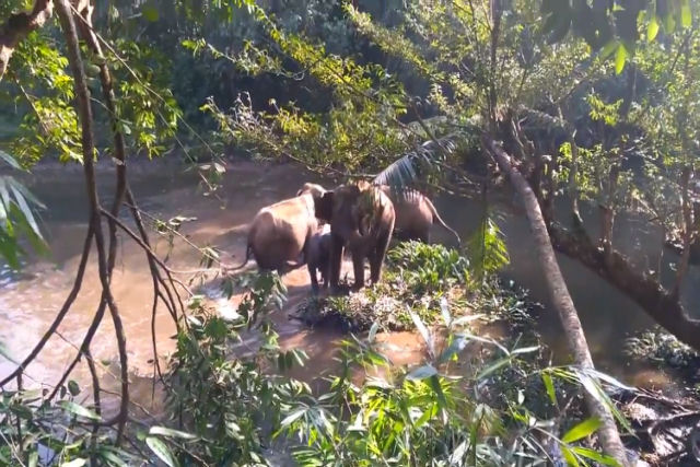 Elefanta aliviada levanta a tromba para agradecer o resgate de seu bebê de um buraco de lama