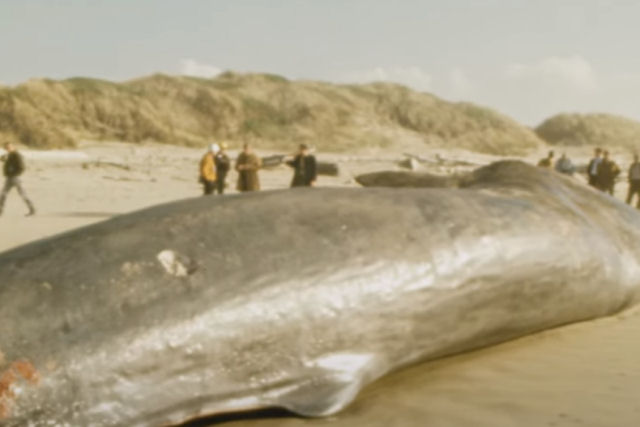 A histria do dia que choveu baleia nos Estados Unidos
