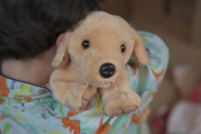 Este comovente vídeo lembra por que os animais de estimação não são um presente de Natal