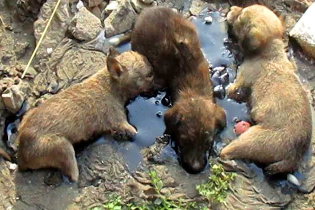 3 cãezinhos se recuperam de forma extraordinária após serem regatados em uma poça de piche