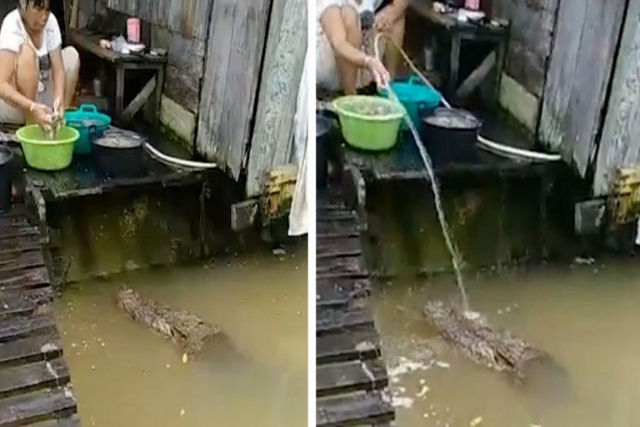 Mulher indonésia casualmente alimenta crocodilo amigável de 5 metros na porta de sua casa