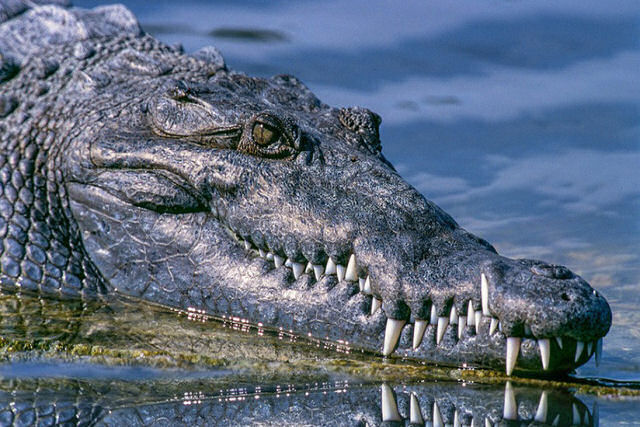 Drone filma um crocodilo de água salgada nadando depois de uma caçada