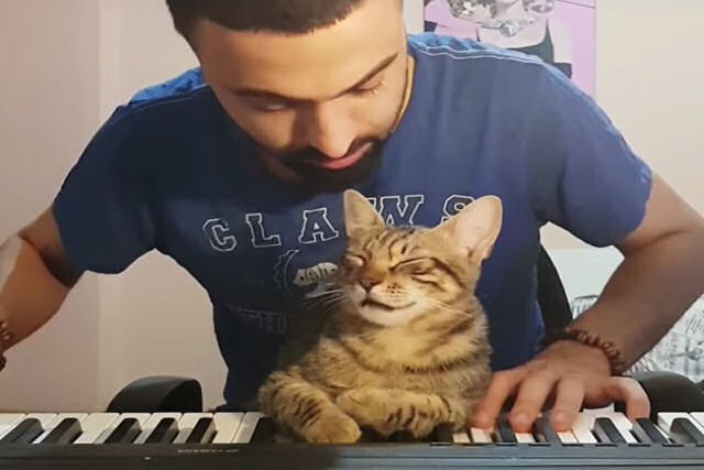 O melhor exemplo de cumplicidade entre um gato e seu humano enquanto toca piano