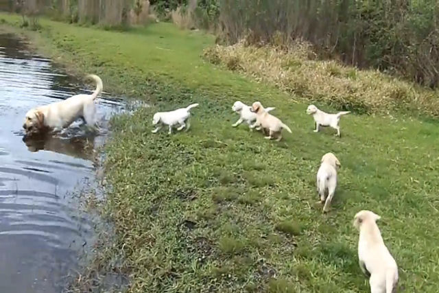 Labrador ensina pacientemente seus filhotes a nadar