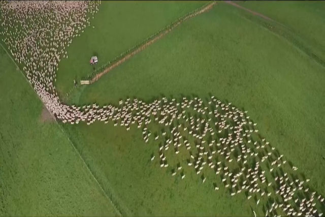 Cenas aéreas hipnotizantes de ovelhas sendo pastoreadas para outra parte da fazenda