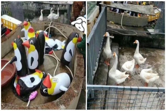 O zoológico mais lamentável do mundo em Yulin, na China, exibe Pinguins infláveis e galinhas