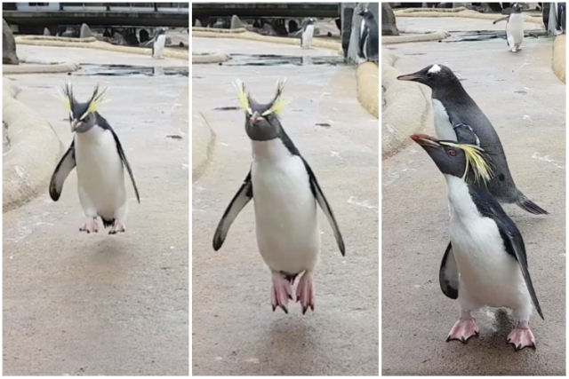 «Cadê meu presente?» - excitado pinguim-macaroni do zoo de Edimburgo
