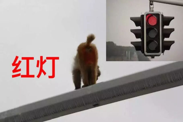 Chinesa provoca acidente de trânsito ao distrair-se com a bunda de um macaco no poste