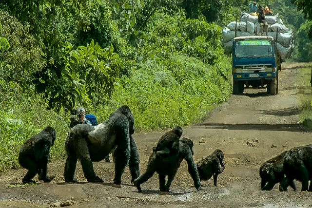 Gorila interrompe trânsito para que sua família possa cruzar a estrada com segurança
