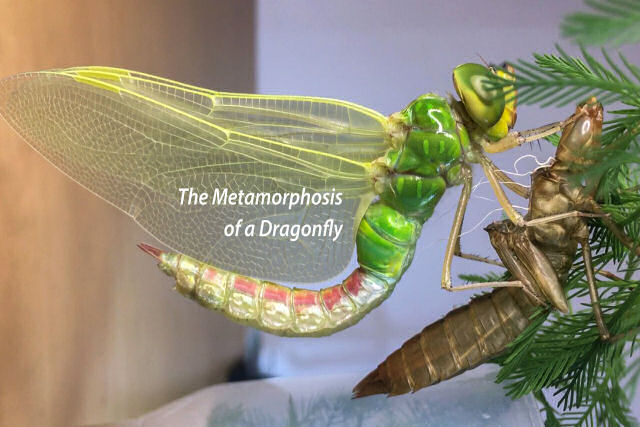 Belo time-lapse mostra a metamorfose de uma libélula ninfa em adulta