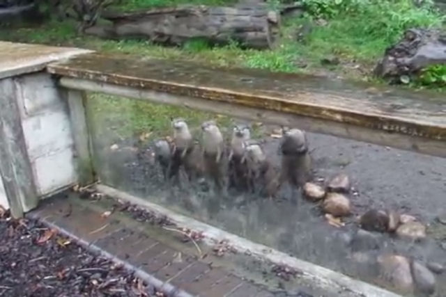 Lontras famintas chilreiam alto e pulam como cangurus antecipando uma deliciosa refeição