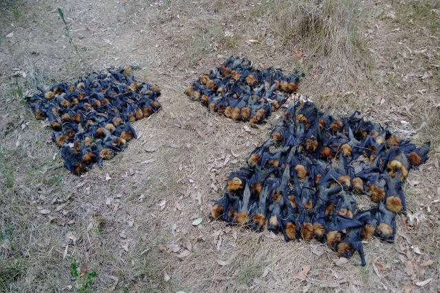 Faz tanto calor na Austrália que os morcegos estão caindo «cozidos» das árvores