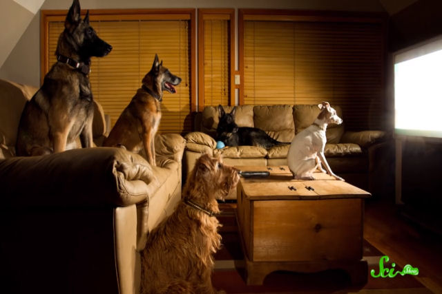 O que os cães vêem quando assistem TV