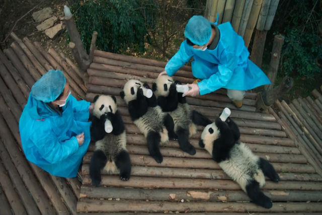 Os Pandas Bebês de Chengdu estão chegando à tela grande em um documentário Imax adorável