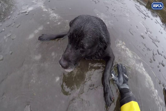 Socorrista rasteja em rio congelado para resgatar um cão que caiu no gelo fino