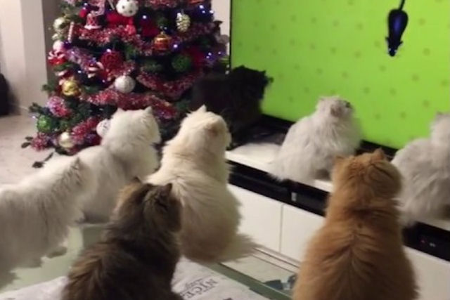 Fascinado grupo de gatos de pelo longo observa ratos animados em uma televisão gigante
