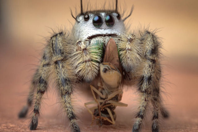 Estas fotos de aranhas devorando insetos são o lembrete perfeito da belíssima brutalidade do reino animal