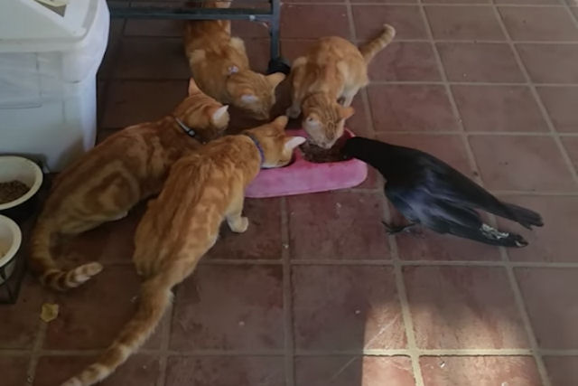 Quatro gatos amarelos surpreendentemente comem ao lado de seu recém-adotado irmão corvo
