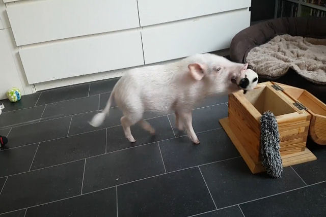 Adorável porquinho treinado ansiosamente guarda seus brinquedos seguindo a solicitação verbal de sua humana