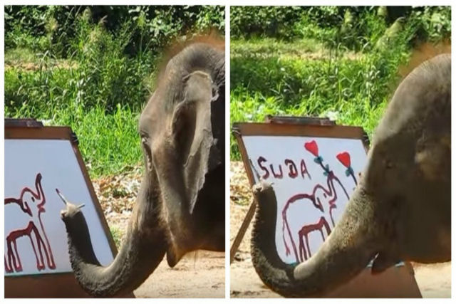 Esta elefanta desenha um elefante melhor do que você