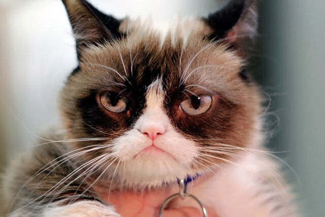 Os memes também têm direitos: Grumpy Cat ganha um proceso de 2,2 milhões de reias contra uma marca que usou sua imagem