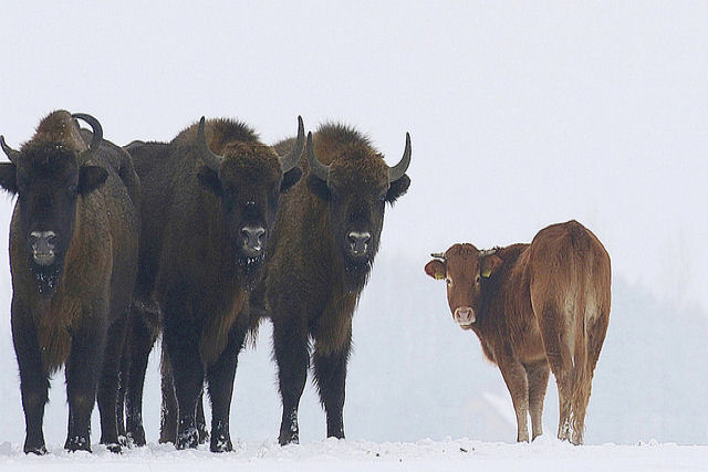 A vaca que fugiu para viver com os bisões selvagens