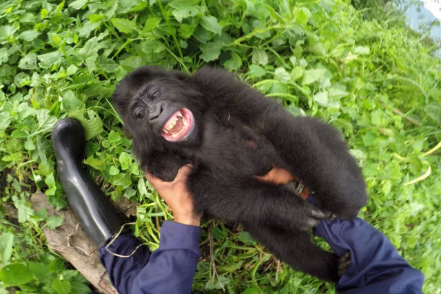 Gorilinha exibe toda sua alegria ao passar um bom momento com seu cuidador