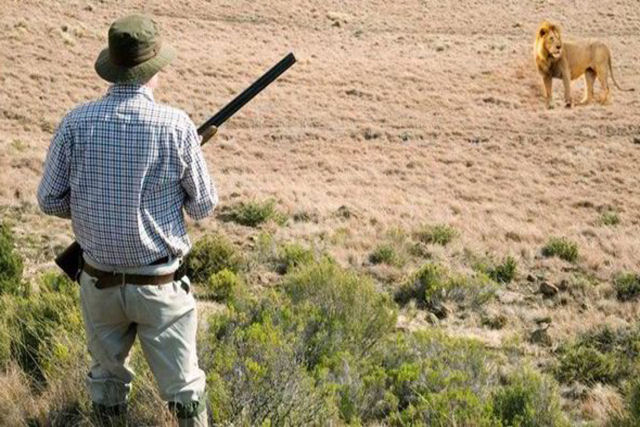 Caçador profissional morre alvejado por um tiro na África ao tentar matar um leão